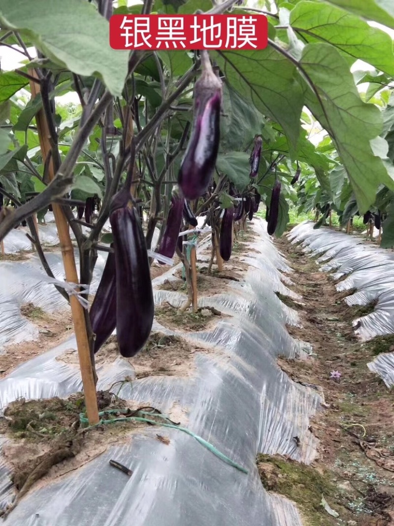 农业辅料农膜地膜，防寒膜，银黑地膜，黑色地膜，地膜厂家
