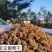 新疆哈密王葡萄干无核黄黄玫瑰香甜软糯