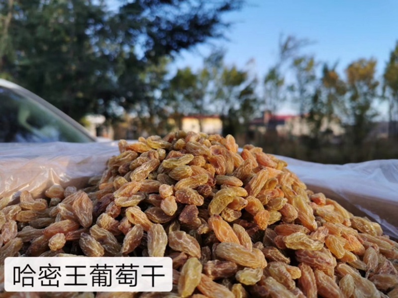 新疆哈密王葡萄干无核黄黄玫瑰香甜软糯