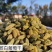 2021年新货！新疆无核白葡萄干传统葡萄干