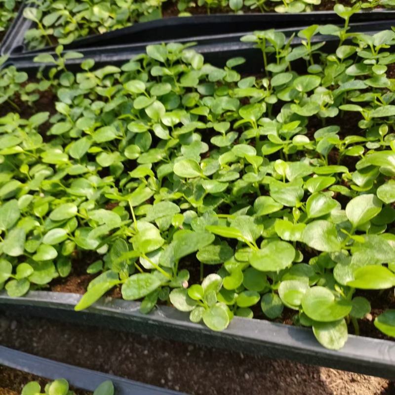 鸭脚木种苗四季常青观叶盆栽绿植鹅掌柴