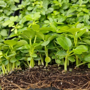 鸭脚木种苗四季常青观叶盆栽绿植鹅掌柴