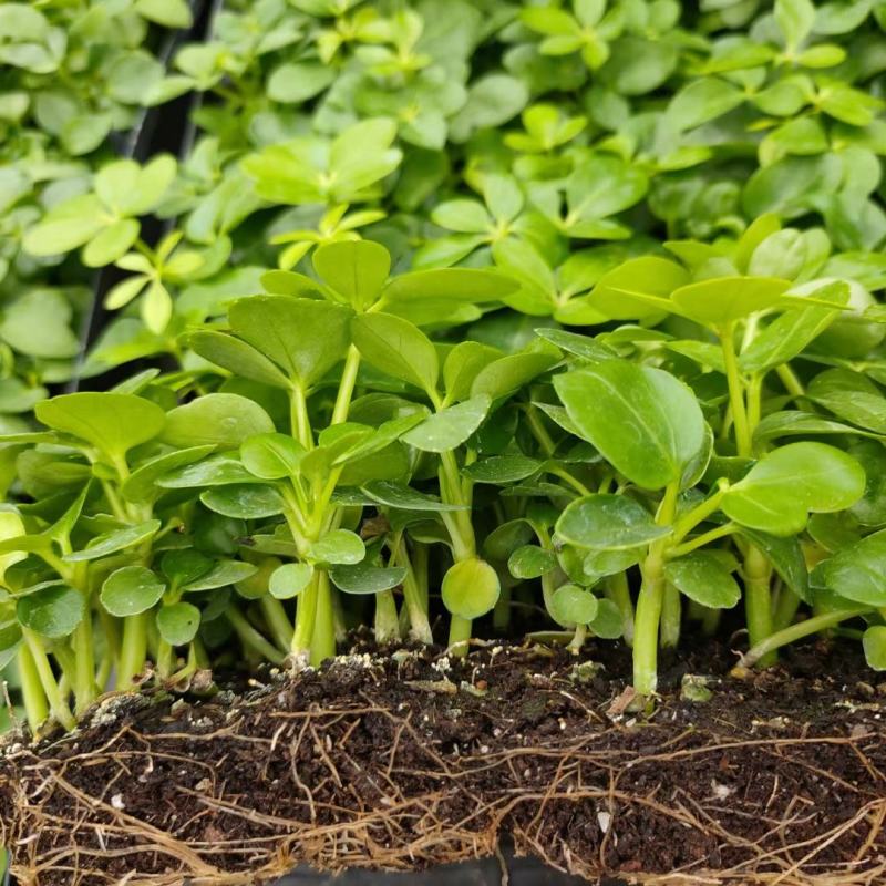 鸭脚木种苗四季常青观叶盆栽绿植鹅掌柴