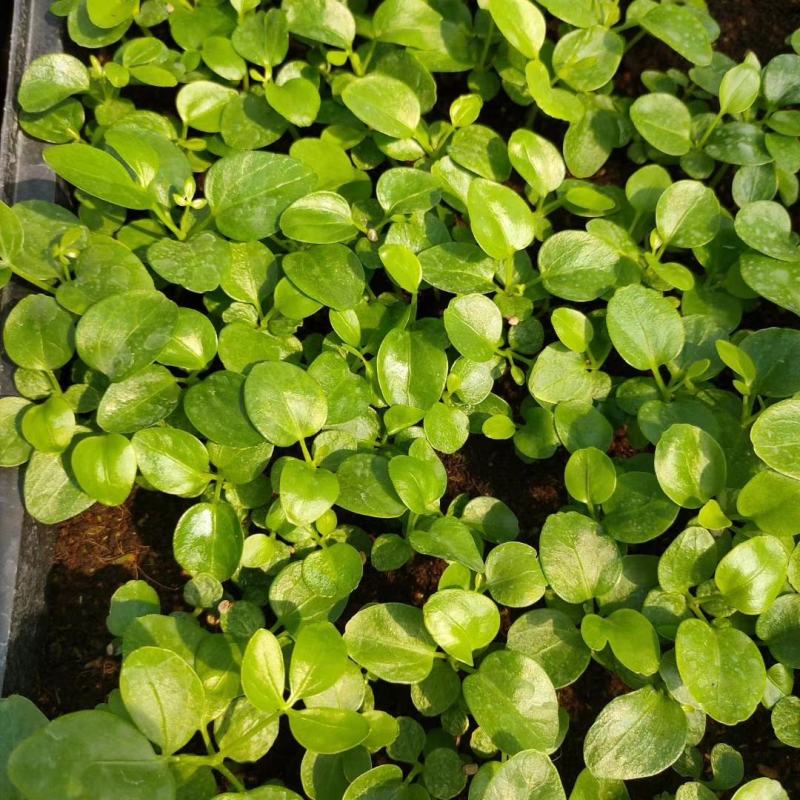 鸭脚木种苗四季常青观叶盆栽绿植鹅掌柴