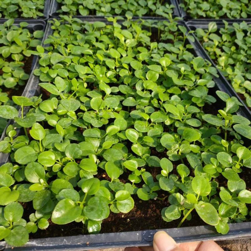 鸭脚木种苗四季常青观叶盆栽绿植鹅掌柴