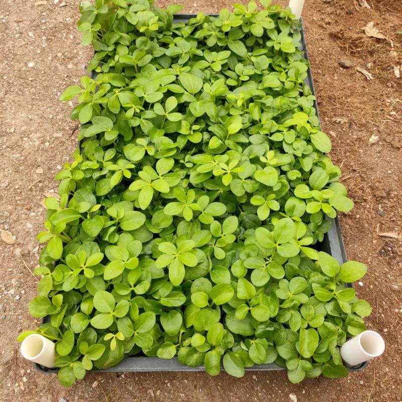 鸭脚木种苗四季常青观叶盆栽绿植鹅掌柴