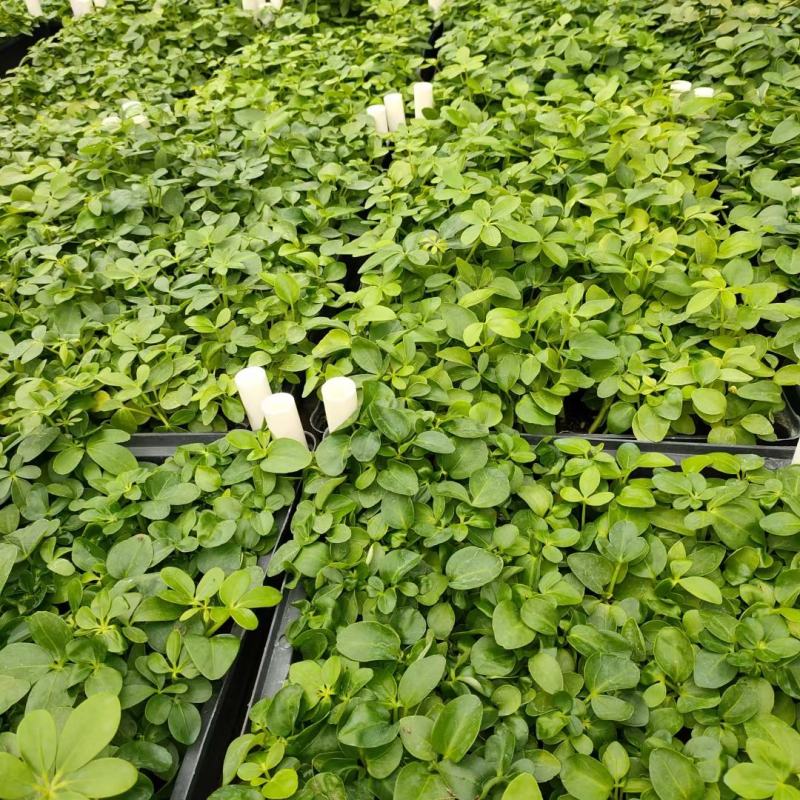 鸭脚木种苗四季常青观叶盆栽绿植鹅掌柴