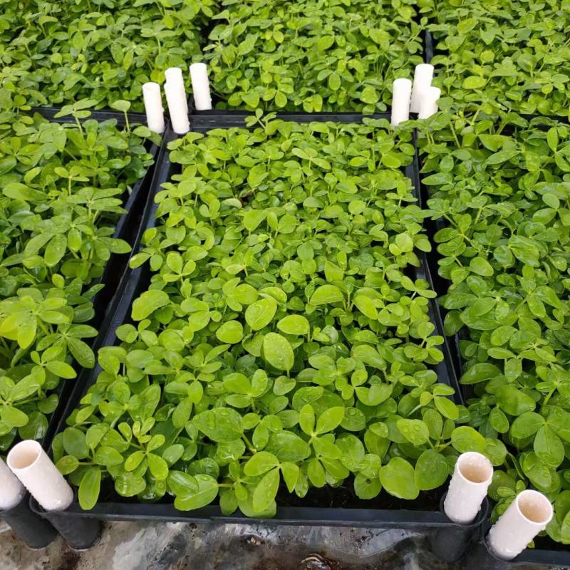 鸭脚木种苗四季常青观叶盆栽绿植鹅掌柴