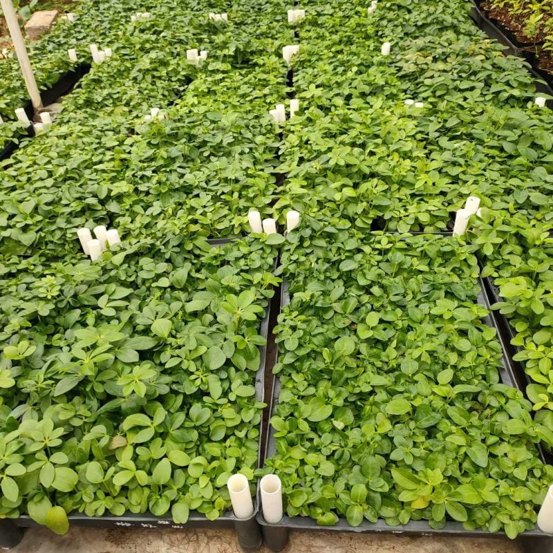 鸭脚木种苗四季常青观叶盆栽绿植鹅掌柴