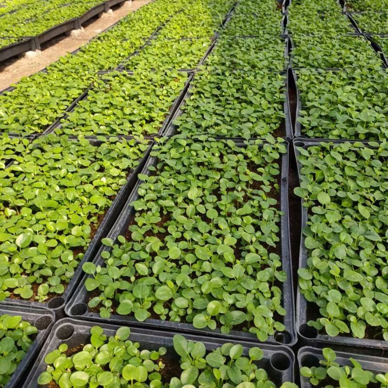 鸭脚木种苗四季常青观叶盆栽绿植鹅掌柴