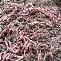 有机农业蚯蚓粪有机肥