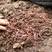 有机农业蚯蚓粪有机肥