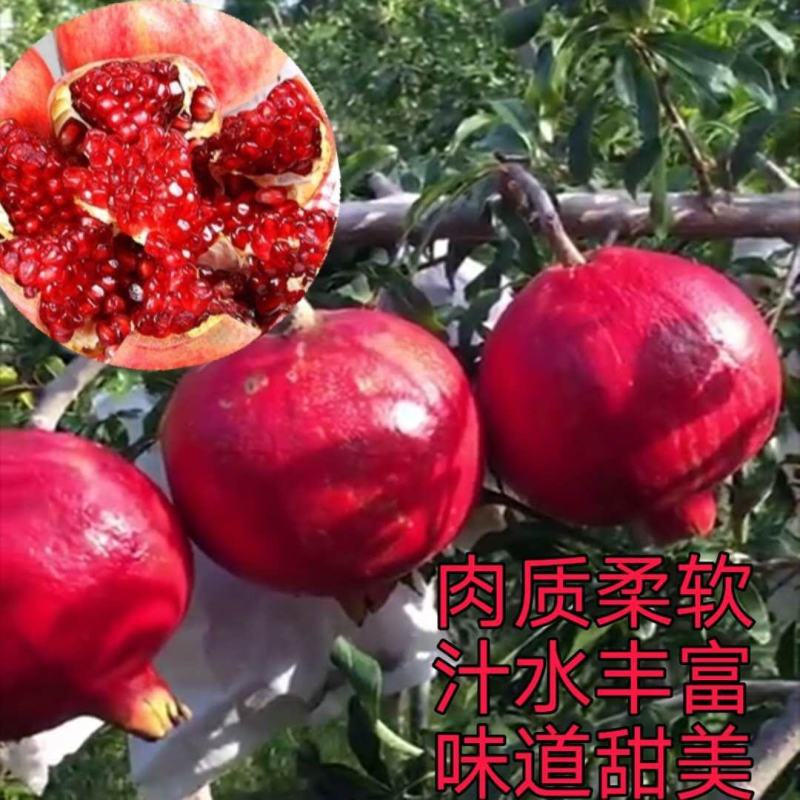 突尼斯软籽石榴优质嫁接苗果大籽软基地直销