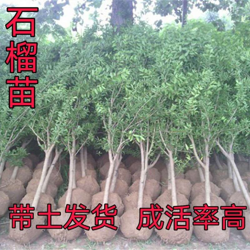 突尼斯软籽石榴优质嫁接苗果大籽软基地直销