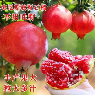 突尼斯软籽石榴优质嫁接苗果大籽软基地直销