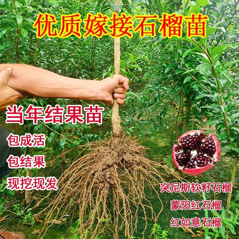 突尼斯软籽石榴优质嫁接苗果大籽软基地直销
