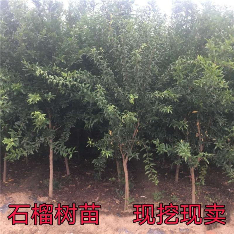 突尼斯软籽石榴优质嫁接苗果大籽软基地直销