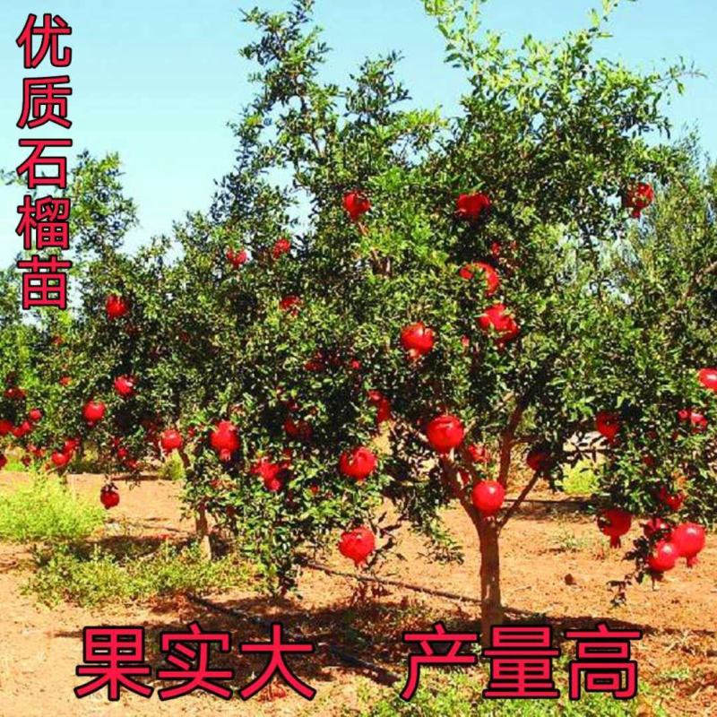 突尼斯软籽石榴优质嫁接苗果大籽软基地直销