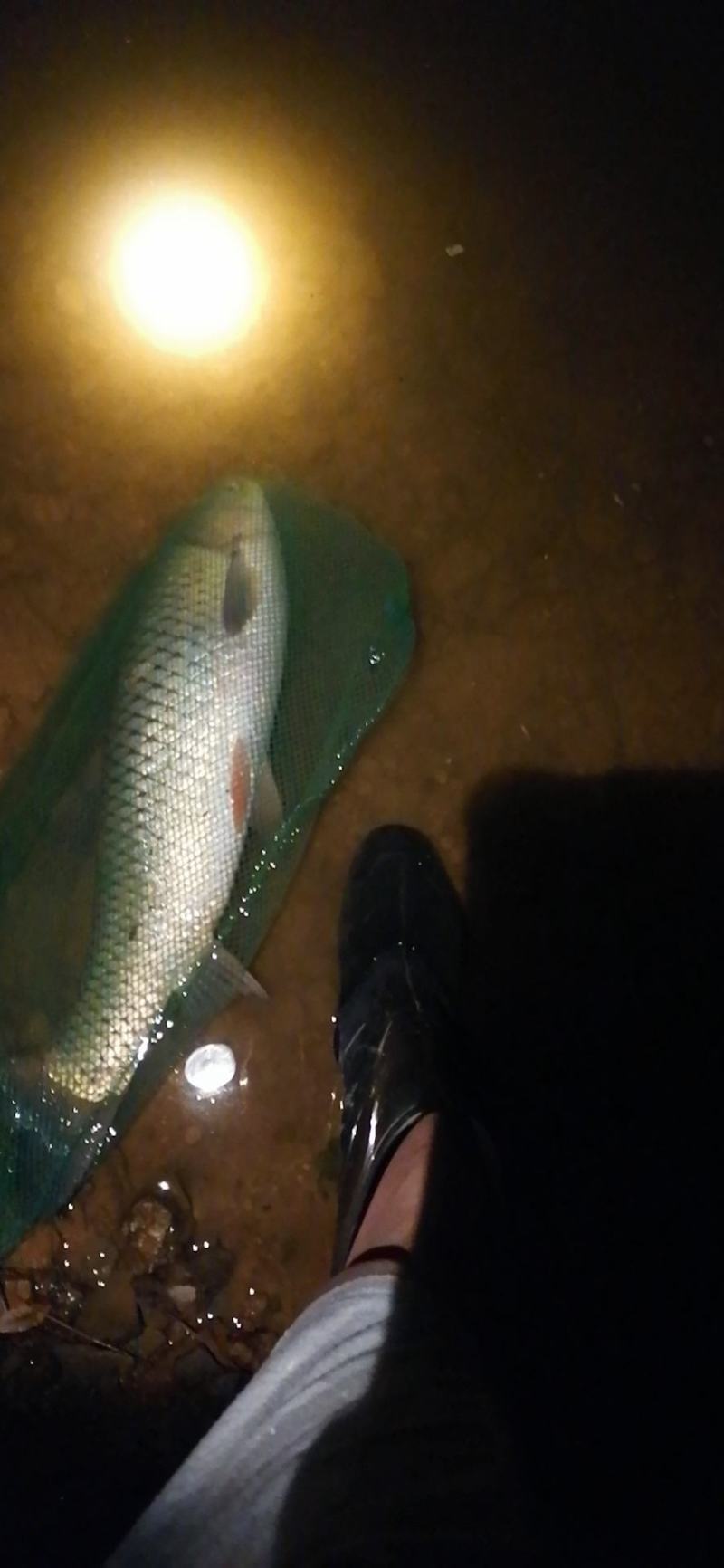 鱼塘5个小水库2个草鱼5000-10000斤