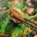 火锅鸡-真空快递沧州特色