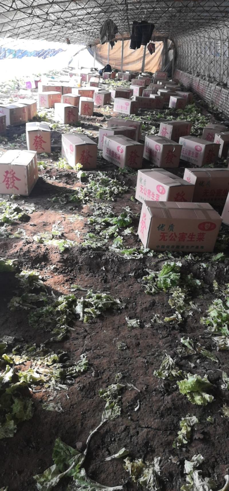 生菜，颗小，叶绿，价钱便宜，大量上市中，诚信经营真诚合作