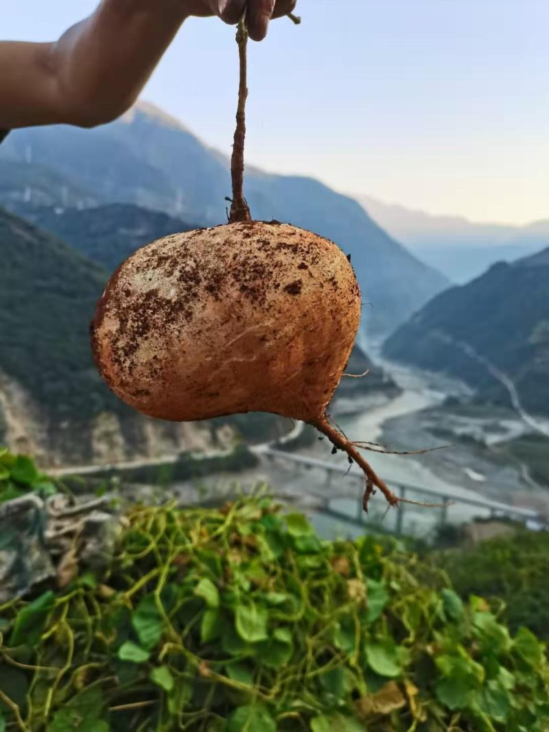 大量出售地瓜土瓜凉薯