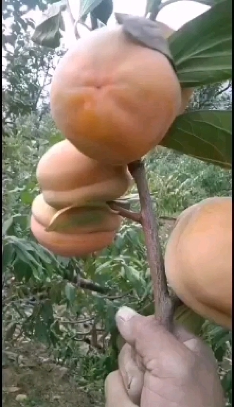 万亩基地直供磨盘柿保质保量