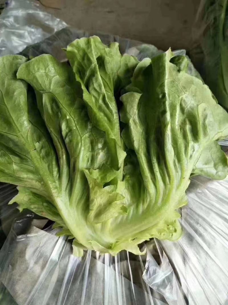 散叶生菜青叶黄叶全面有货随时可以装车