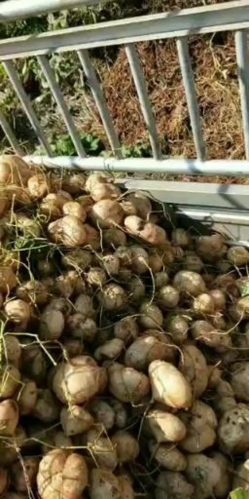 大量出售地瓜土瓜凉薯