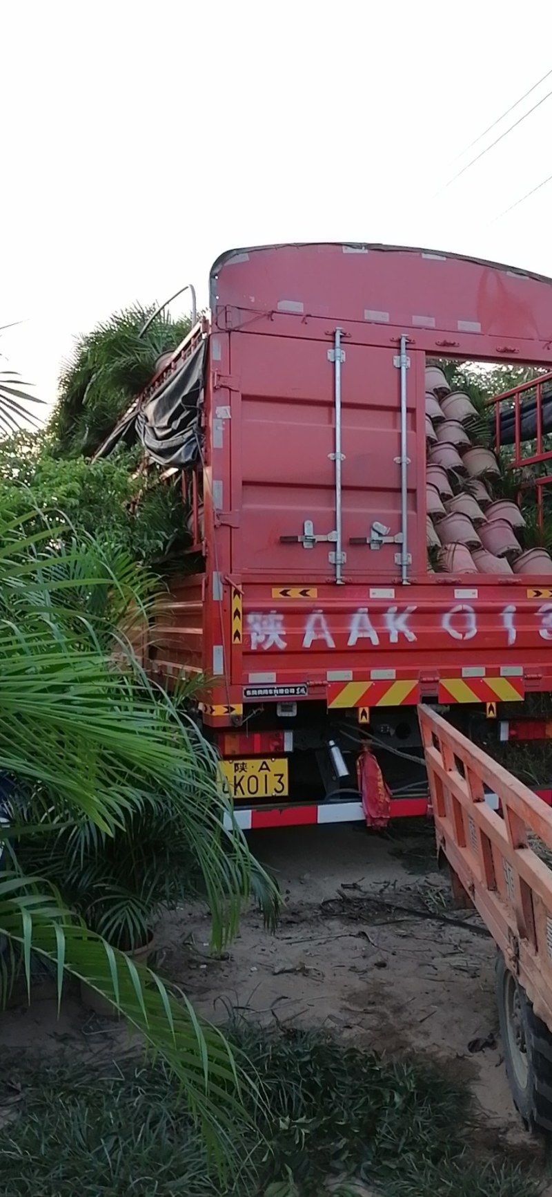 观叶植物盆栽富贵椰子