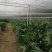 观叶植物盆栽富贵椰子