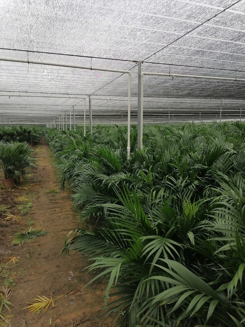 观叶植物盆栽富贵椰子