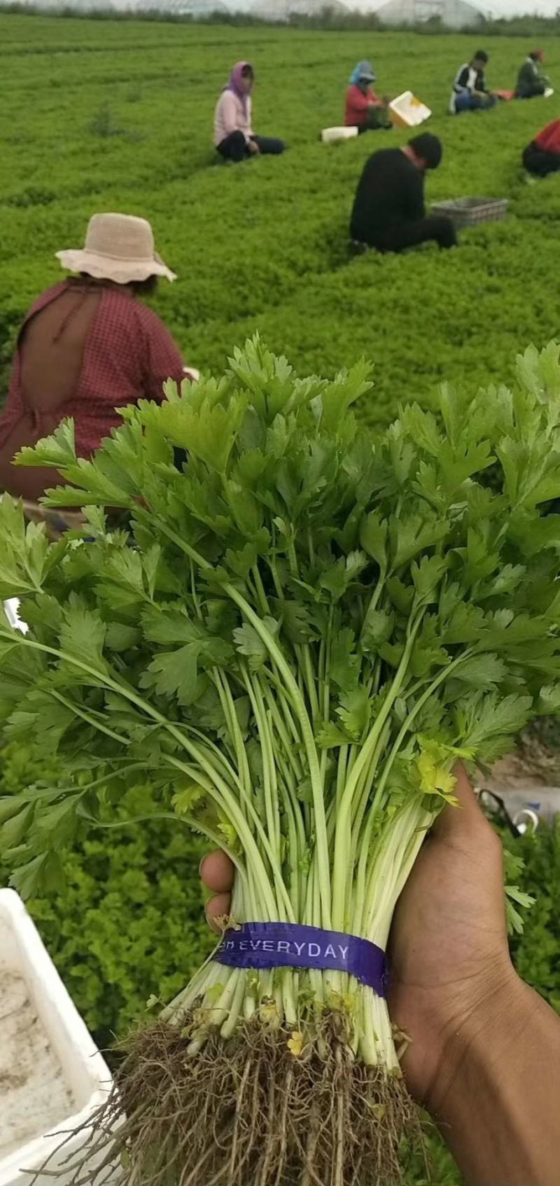 芹苗香芹苗现货常年批发现拔现发品种齐全质量有保证