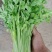 芹苗香芹苗现货常年批发现拔现发品种齐全质量有保证