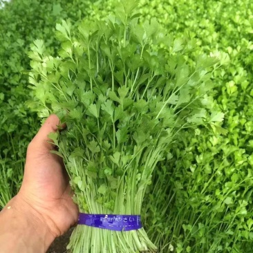 芹苗香芹苗现货常年批发现拔现发品种齐全质量有保证