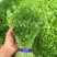 芹苗香芹苗现货常年批发现拔现发品种齐全质量有保证