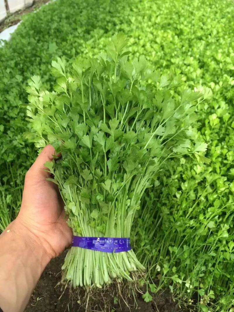 芹苗香芹苗现货常年批发现拔现发品种齐全质量有保证