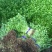 芹苗香芹苗现货常年批发现拔现发品种齐全质量有保证