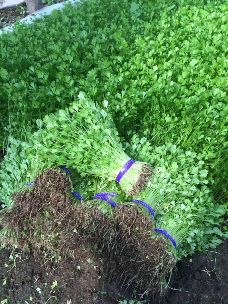 芹苗香芹苗现货常年批发现拔现发品种齐全质量有保证