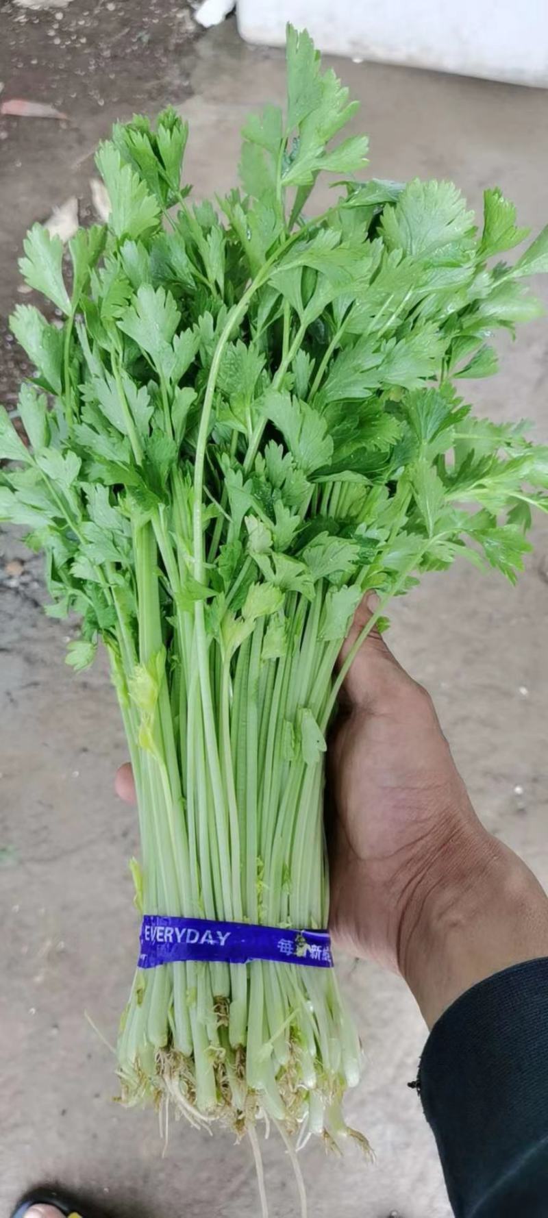 芹苗香芹苗现货常年批发现拔现发品种齐全质量有保证