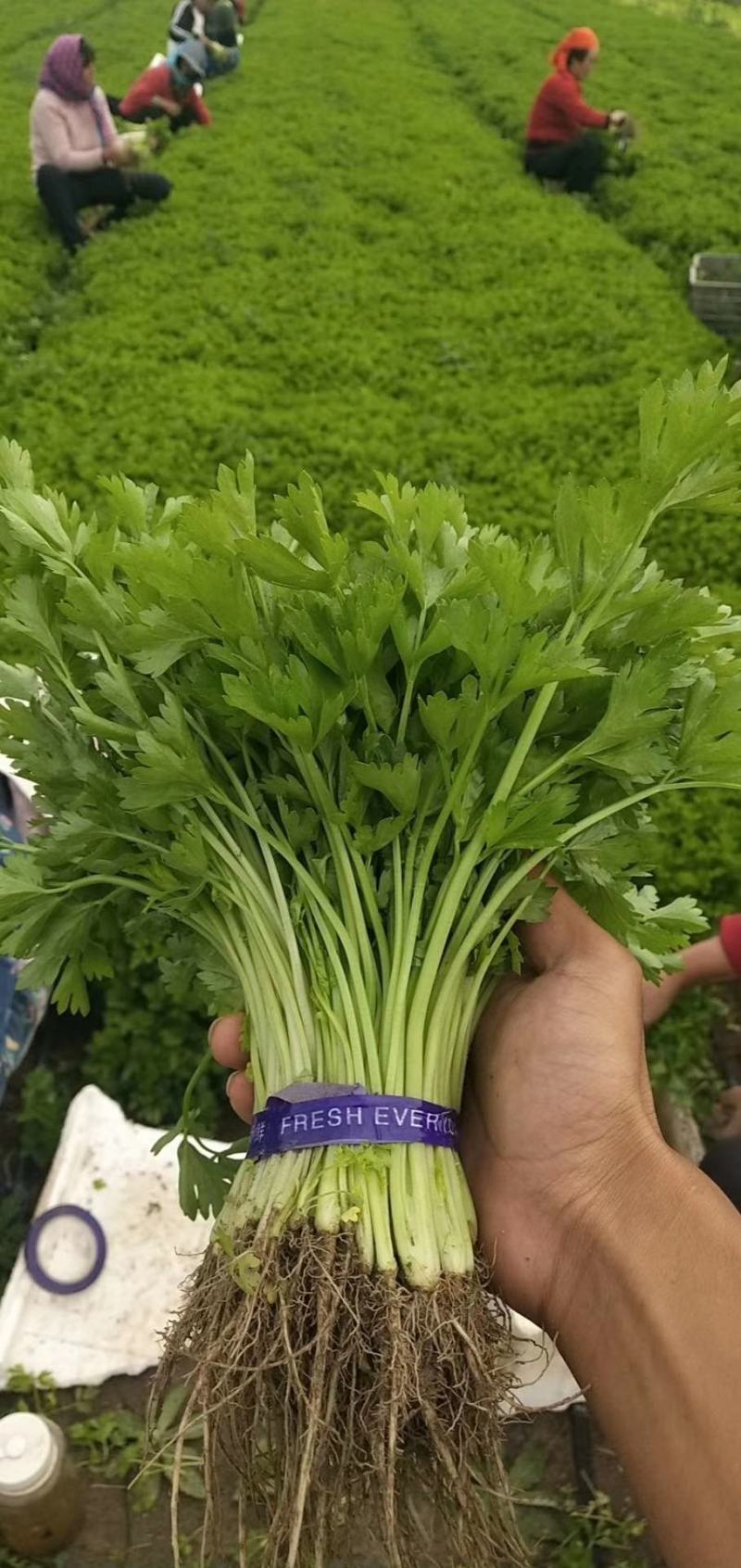 芹苗香芹苗现货常年批发现拔现发品种齐全质量有保证