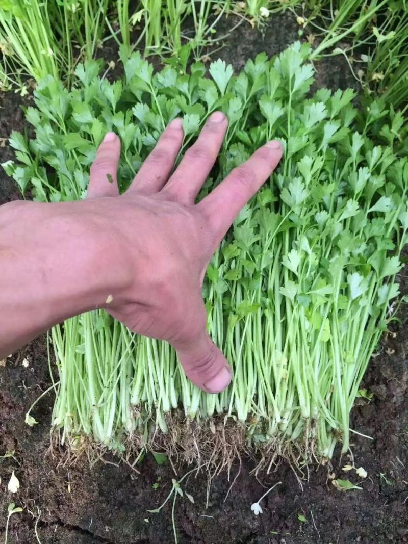 芹苗香芹苗现货常年批发现拔现发品种齐全质量有保证