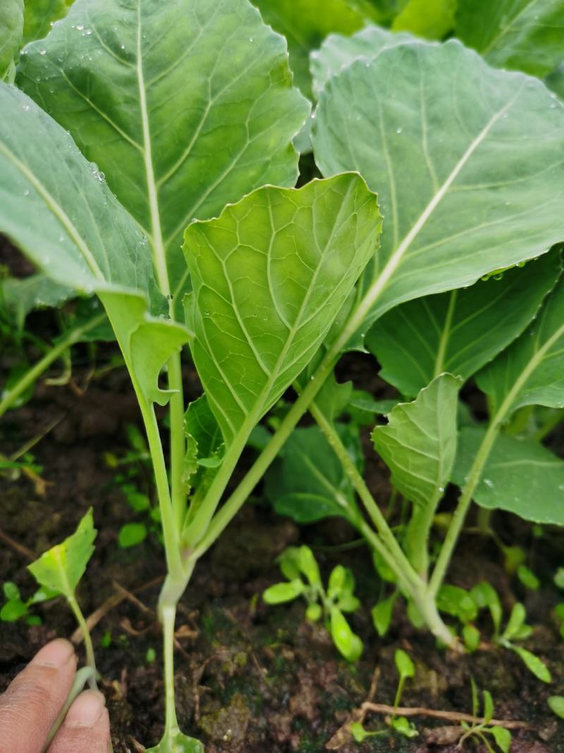 京丰一号甘蓝苗，包菜苗，莲花白苗，越冬甘蓝苗，包菜苗