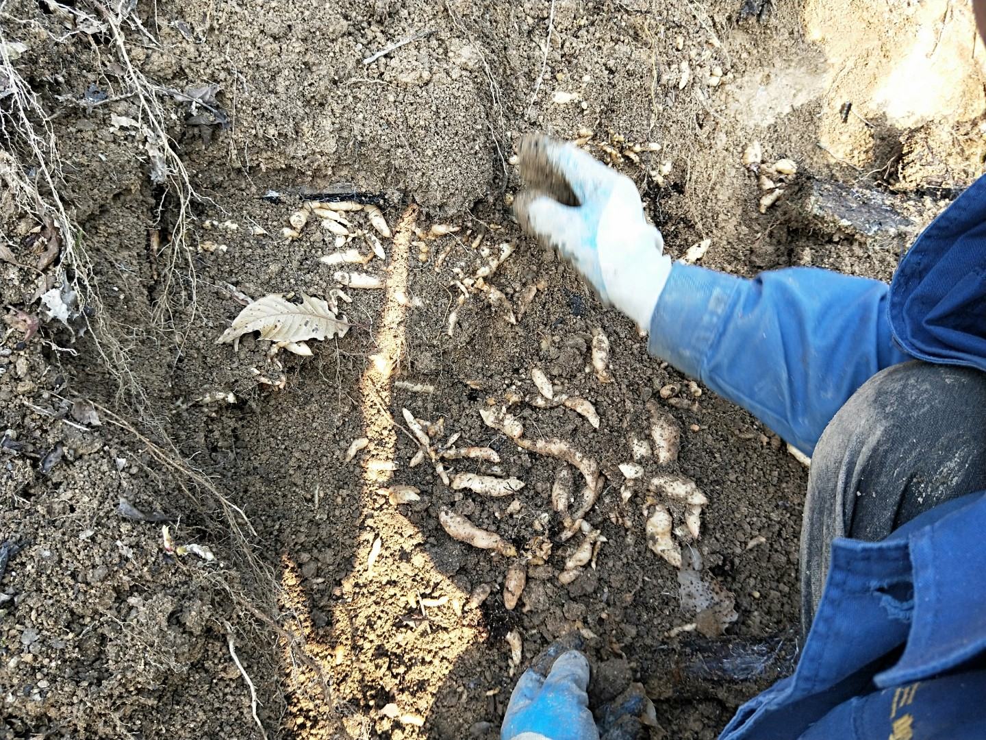 图片说明:农民正在手工采挖鱼腥草根,注意保留完整根系以确保药效。 鱼腥草根的采收过程