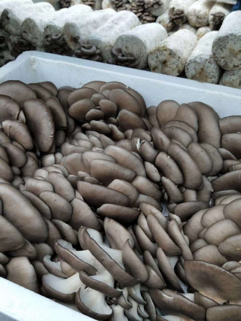 【推荐】新鲜平菇/小黑平菇货量充足/质优价廉/全国接单
