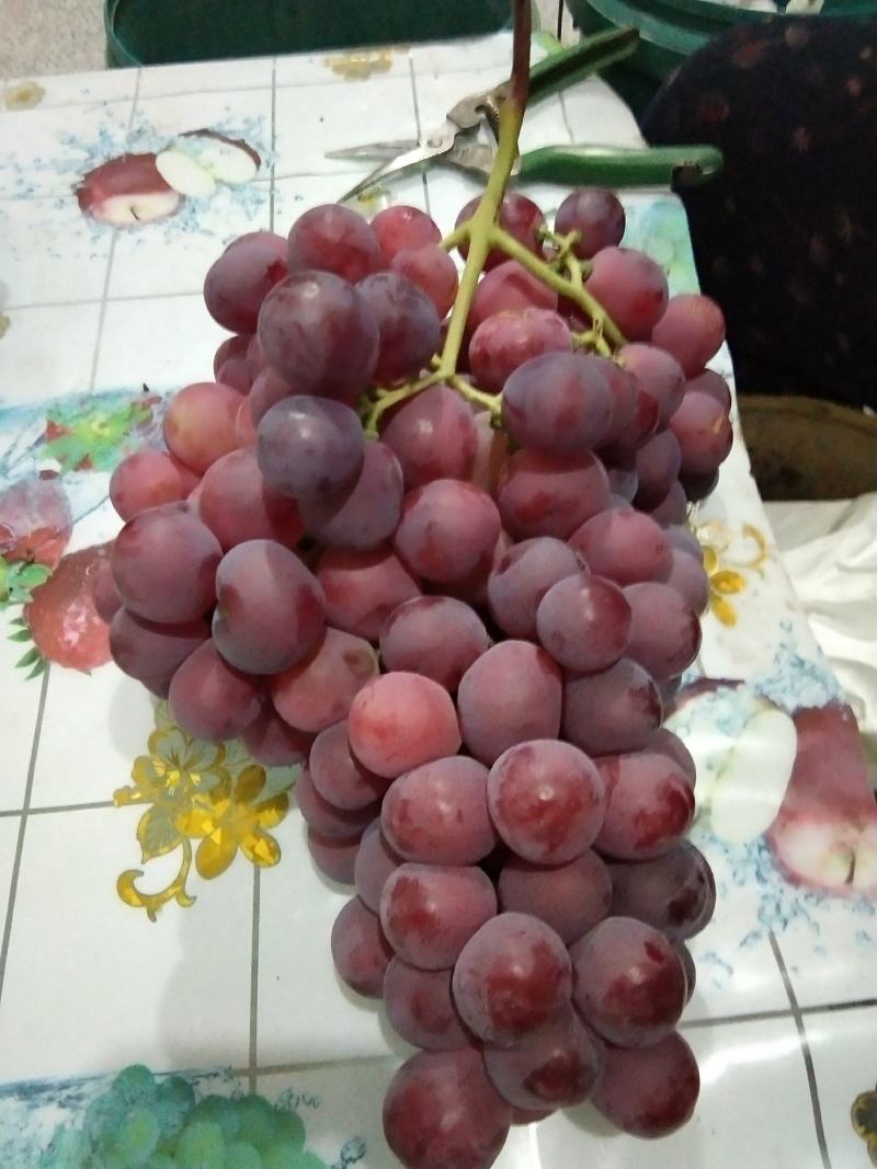 红提葡萄苗，自己育苗，保证纯度，保证成活率！