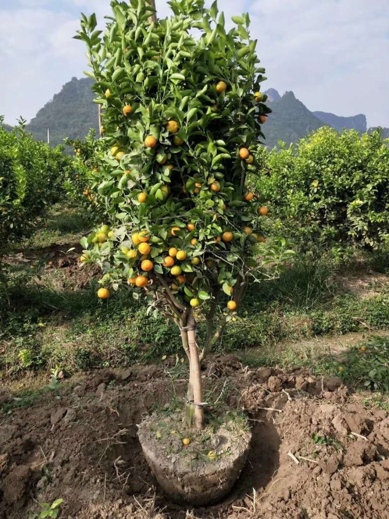 沙糖桔3-6公分大树，可带土球，带果，价钱私聊