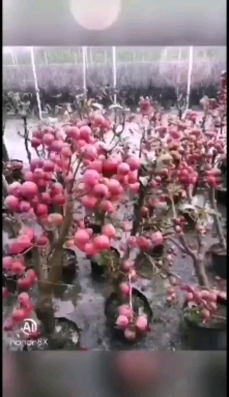 海棠桩大量岀售5至10个的冬红海棠北美系列海棠绿化树