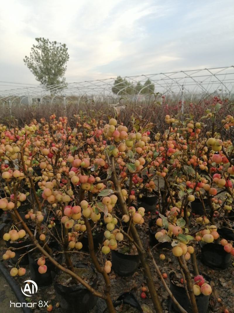海棠桩大量岀售5至10个的冬红海棠北美系列海棠绿化树