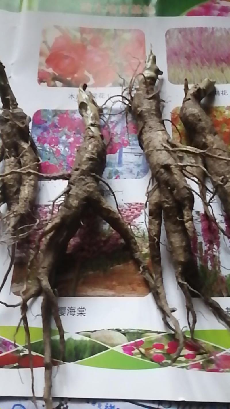 海棠桩大量岀售5至10个的冬红海棠北美系列海棠绿化树